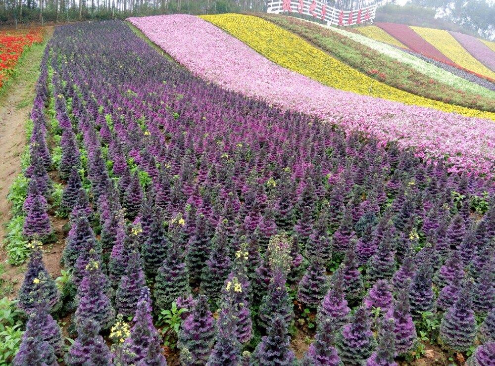 玛琪雅朵花海