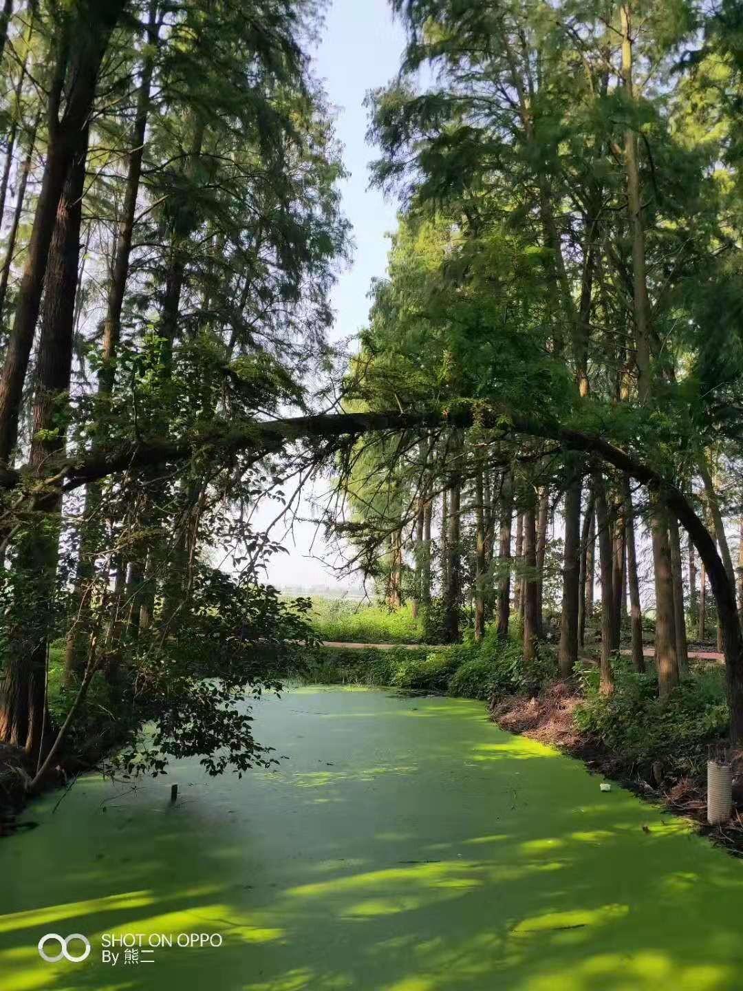 李中水上森林公園