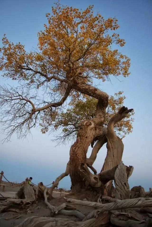 怪樹林