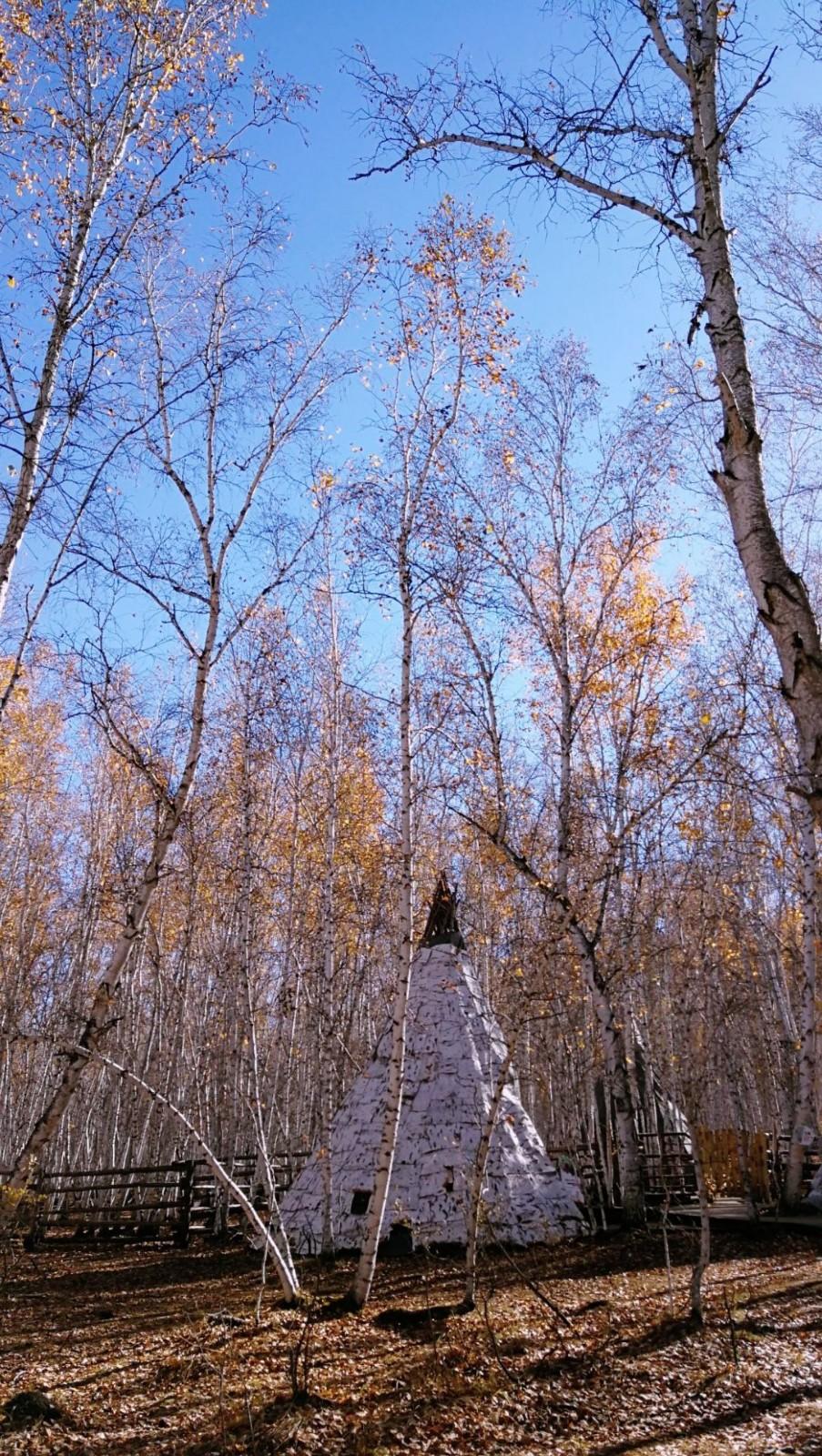 白桦林景区