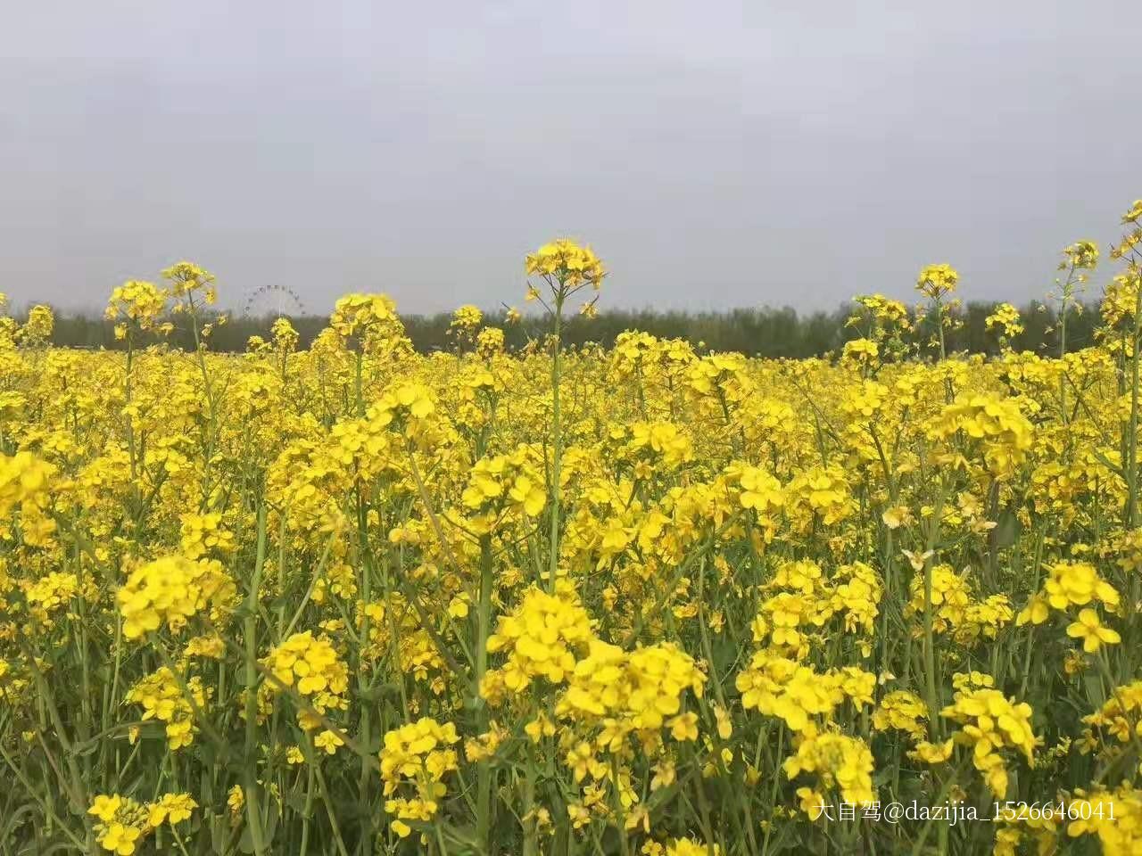 漢中油菜花海