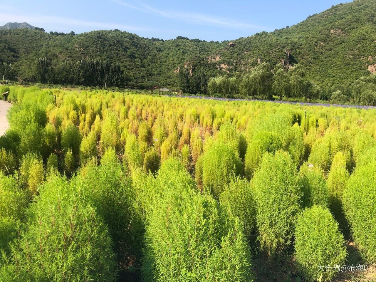 人間花海薰衣草莊園