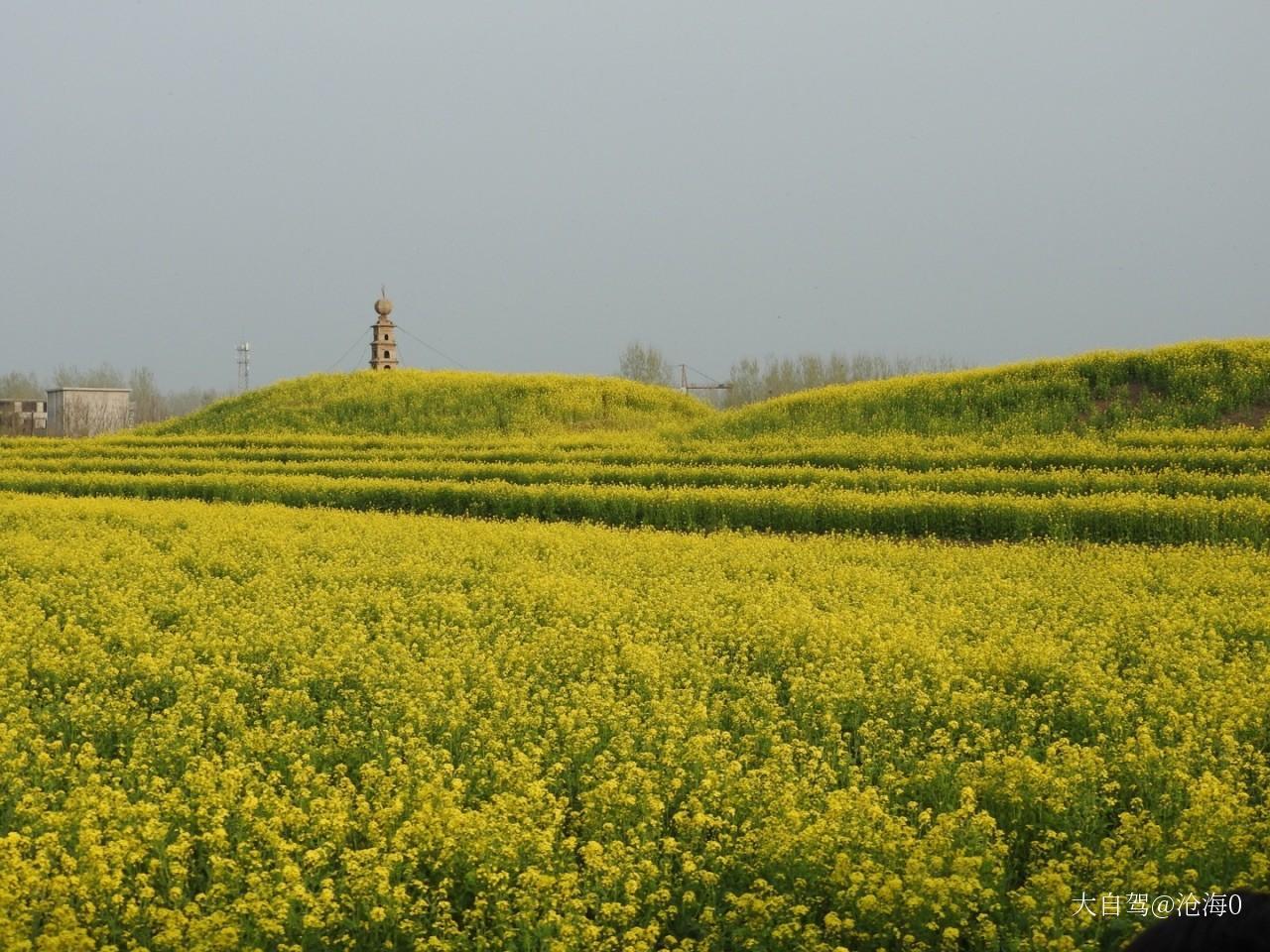 蘭陵農(nóng)業(yè)公園油菜花海