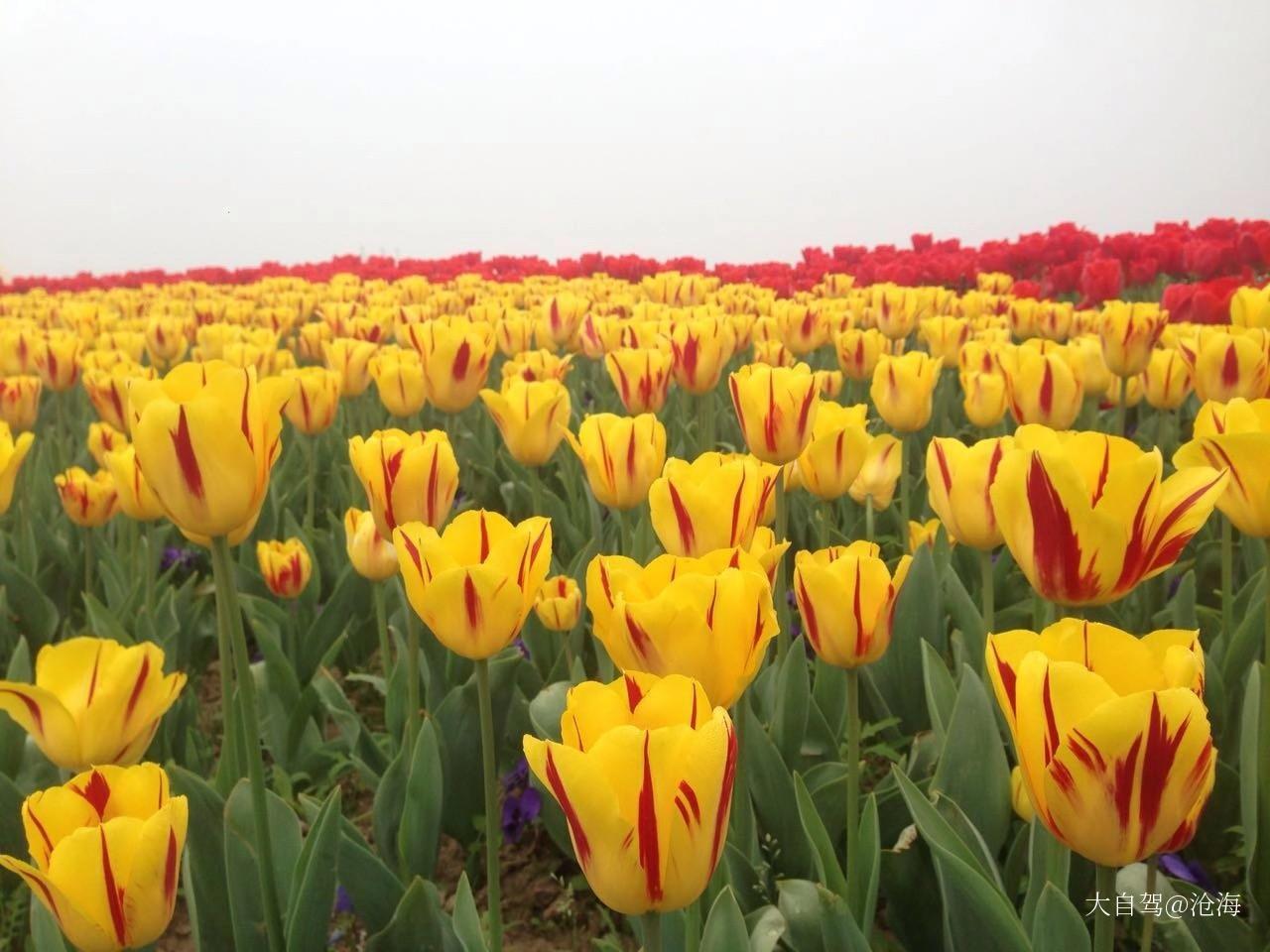 荷蘭花海景區(qū)