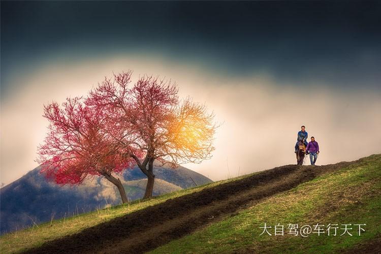 吐尔根杏花沟