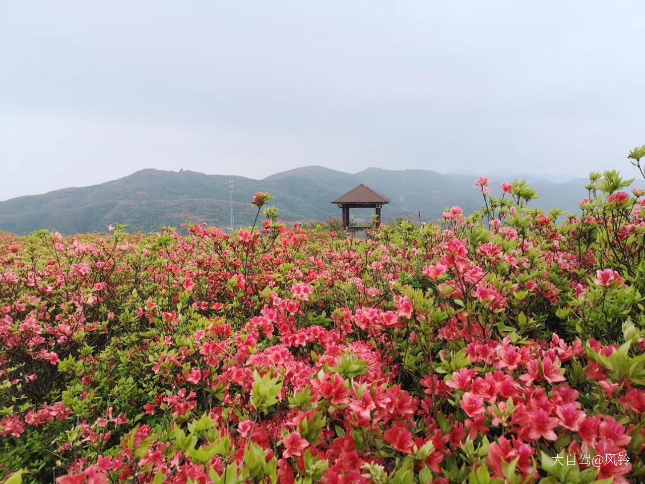 大圍山國(guó)家森林公園