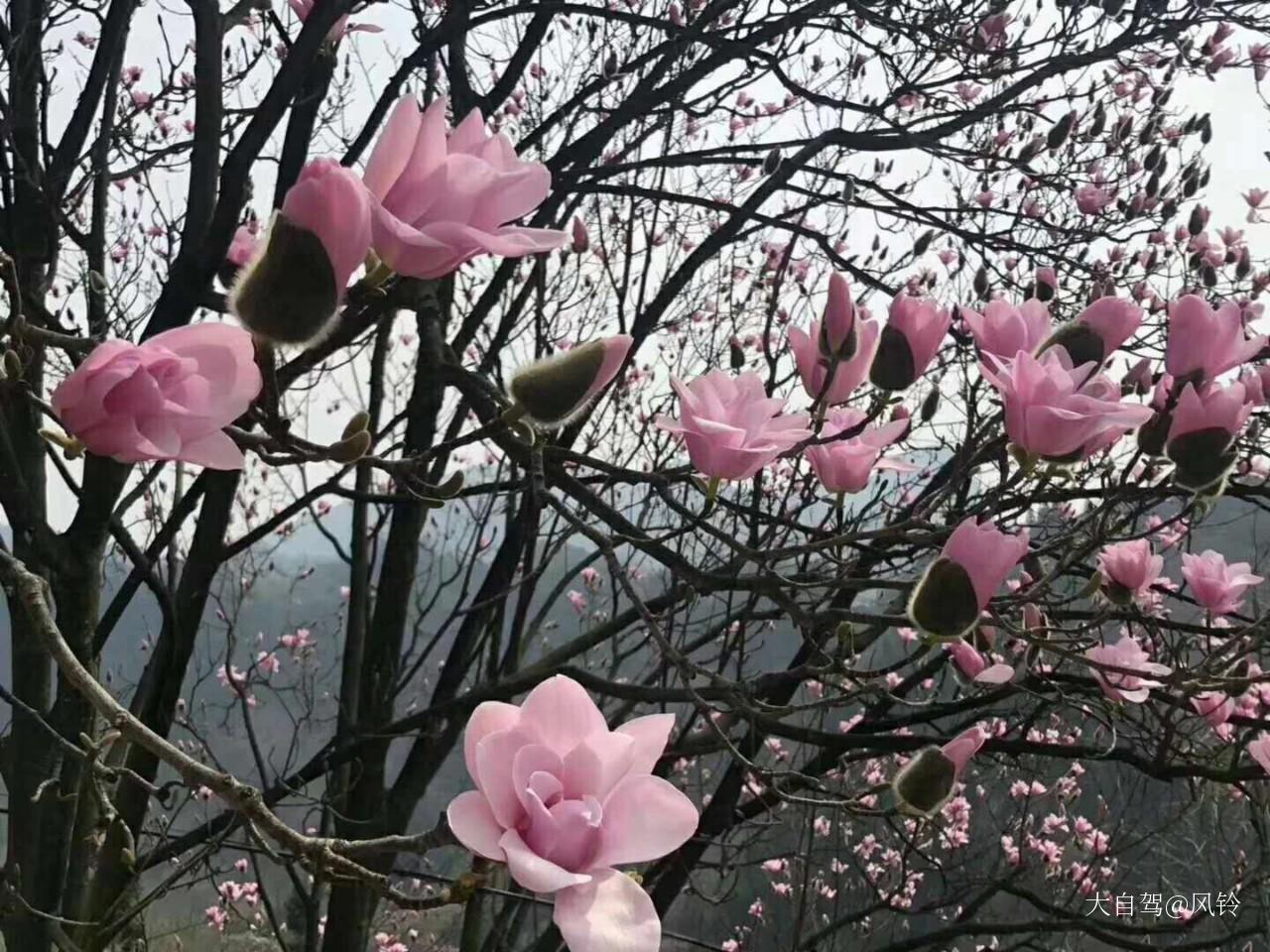 九皇山花溪景