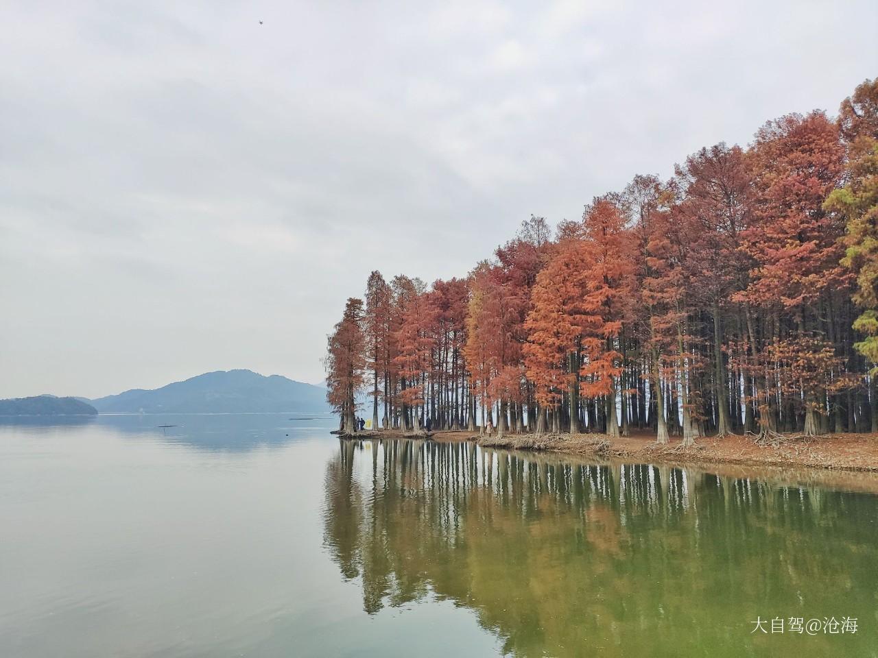 四明湖水杉濕地