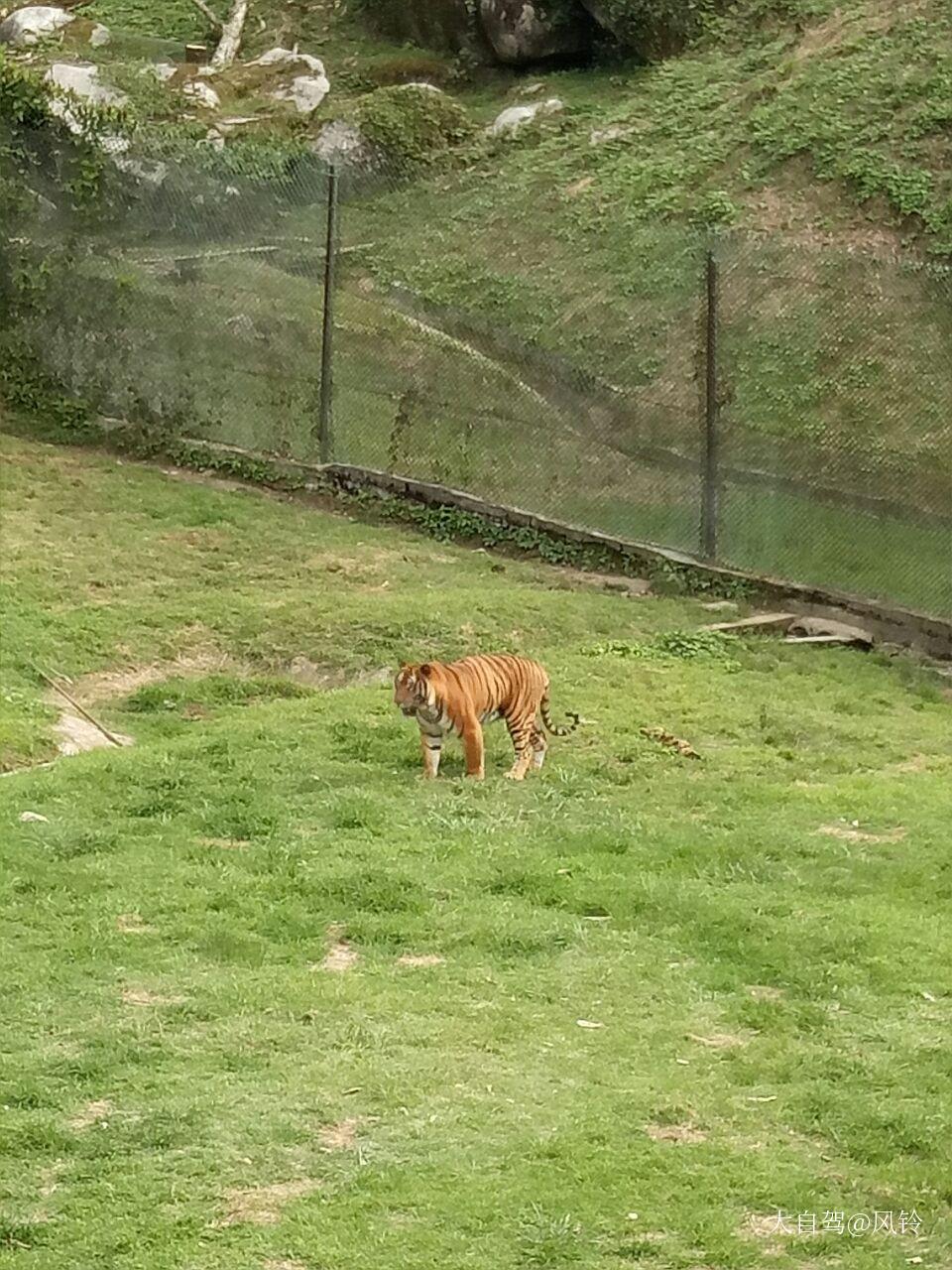 梅花山虎園