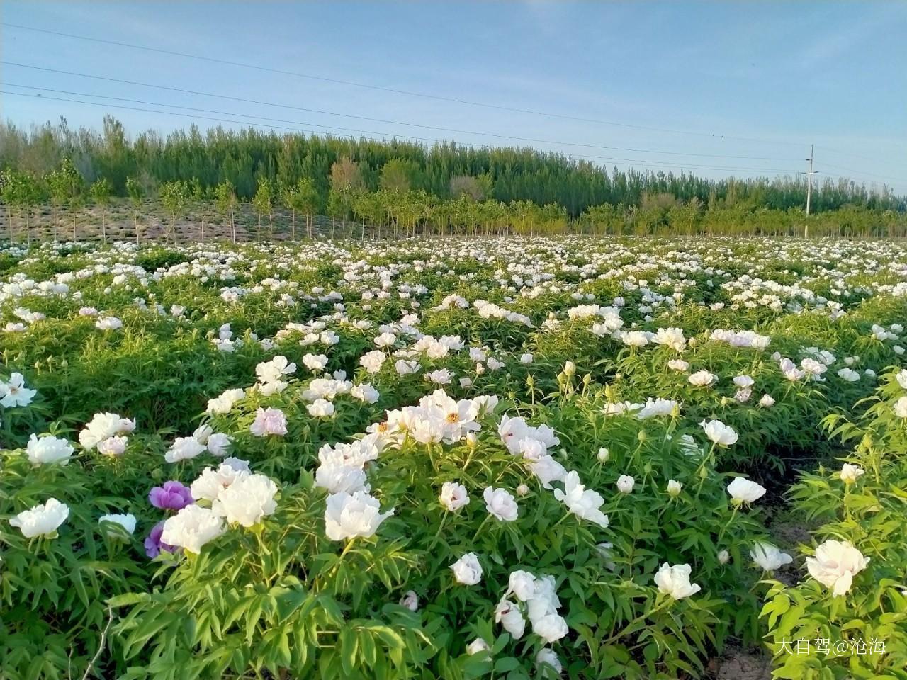 伊帕爾汗薰衣草觀光園