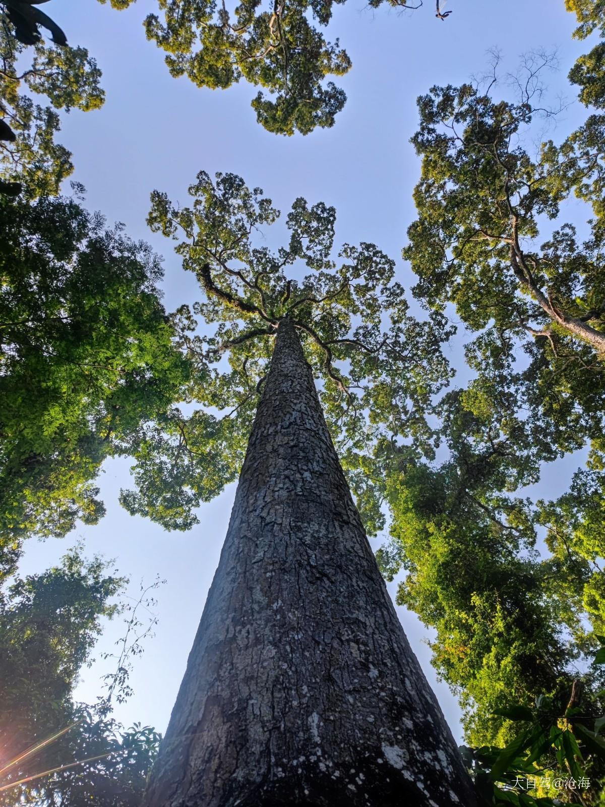 望天樹景區(qū)