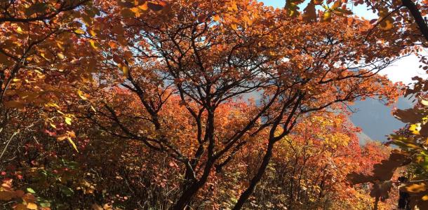 北京出发自驾坡峰岭：赏红幽岚山、品清真牛头、红井秋色醉美斜阳自驾1日游