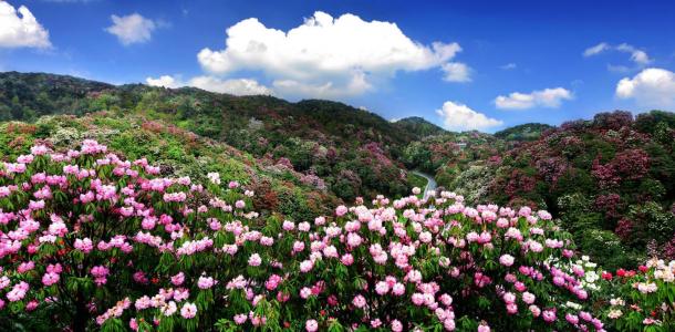 湖南出发贵阳3日自驾游:赏百里杜鹃-平坝樱花3日湖南周边赏花自驾游