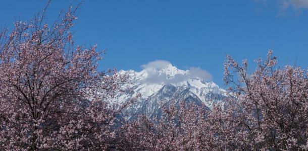 全国出发林芝桃花17日自驾：川藏南线318-波密噶拉桃花沟-雅鲁藏布大峡谷-羊湖-纳木错17日自驾游