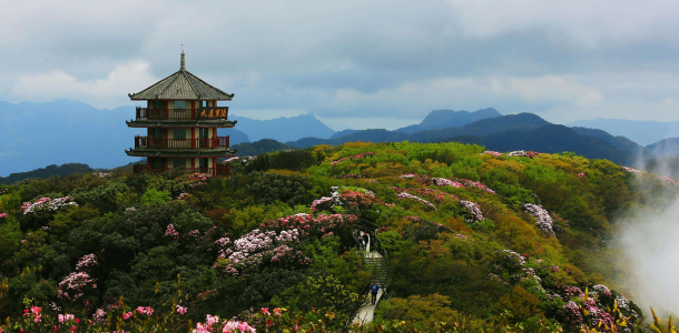 重庆周边自驾游：金佛山泡温泉-欣赏高山杜鹃花-金佛山4日自驾游