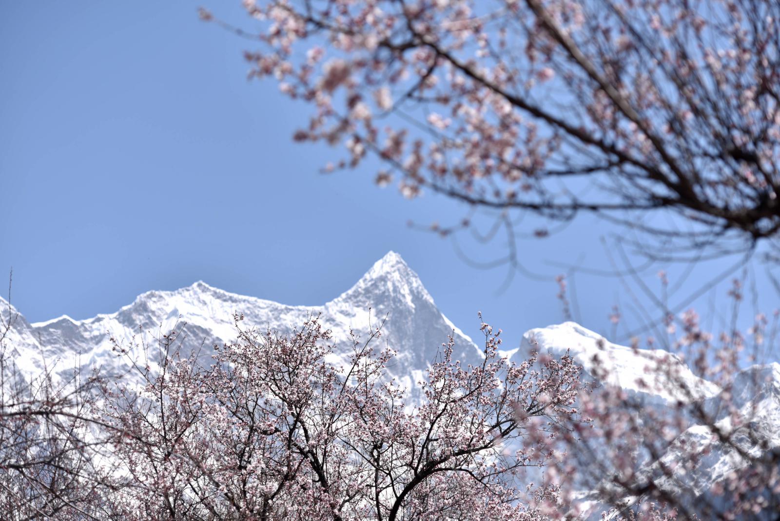 成都出发西藏桃花节——3-4月丹巴+墨石公园+理塘勒通古镇+然乌湖+来古冰川+岗云杉林+桃花沟+索松