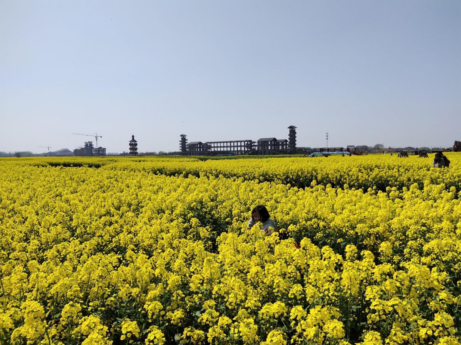 興化千垛油菜花景區(qū)