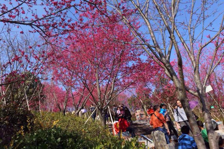 春节假期中国最值得去的15个公路旅行景点 避开人群 赏花 看雪 享受年味