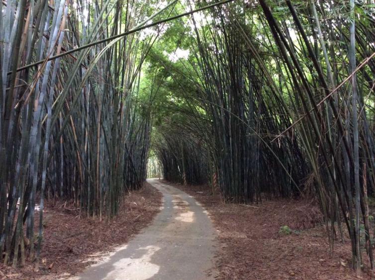 深圳周邊自駕路線-肇慶廣寧竹海-圖2