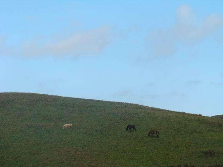 7,砚山黑巴草场