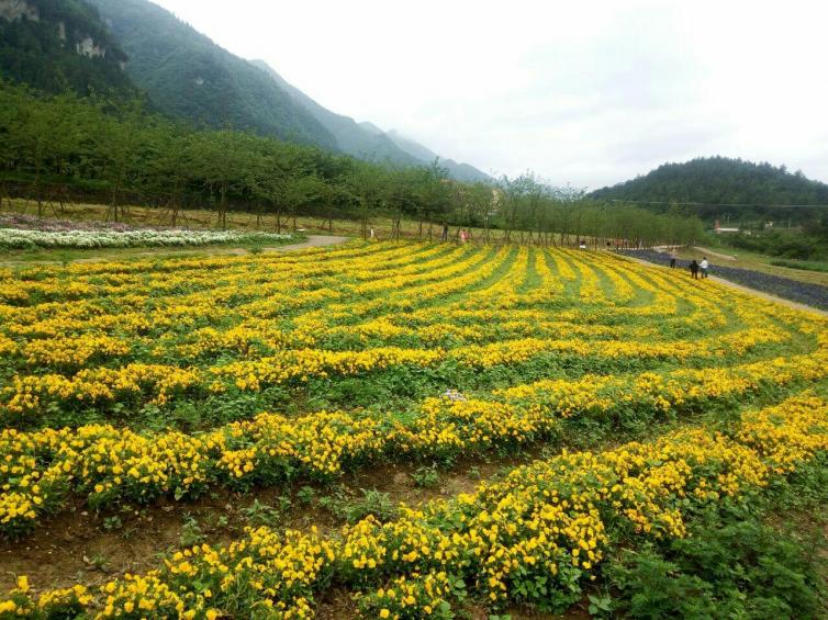 春天重庆自驾游踏春好去处推荐,重庆周边春天最美的地方推荐