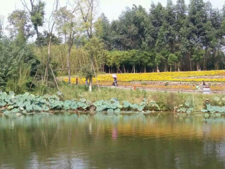 三圣乡是成都市区内,一个集休闲度假,乡村旅游,文化创意和商务等为
