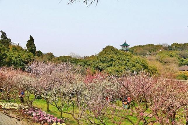 三.上海淀山湖梅园