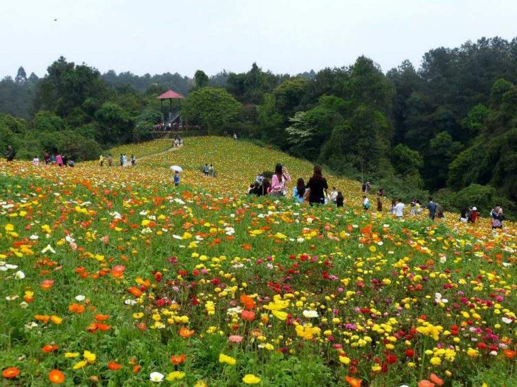 地址:成都市蒲江县境内最佳旅游时间:3月-5月底一日游自驾路线推荐