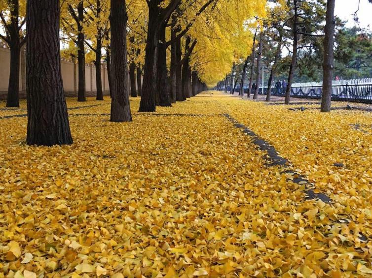 走在铺满落叶的金色大道上,脚踩着酥脆的银杏叶,放眼望去,路似乎没有