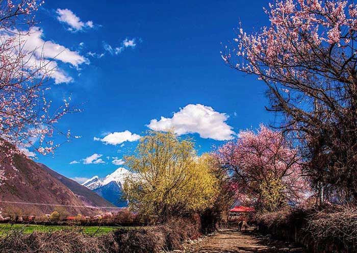 嘎啦桃花村