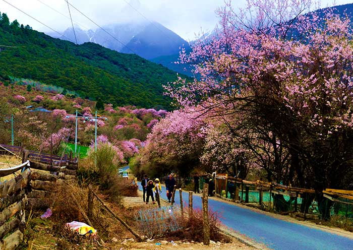 波密桃花溝