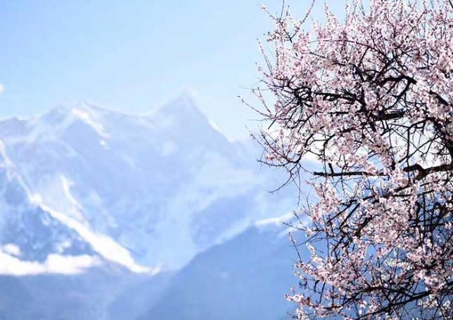 雅鲁藏布大峡谷入口处桃花