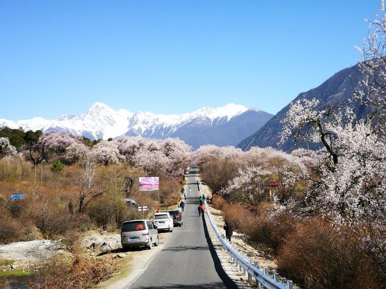 分享五条林芝桃花自驾游深度体验旅游线路,每一条都非常美丽-西藏自驾