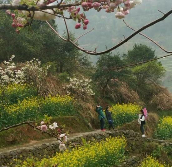 婺源江嶺景區(qū)圖片