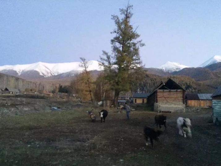 哈巴河白哈巴村图片