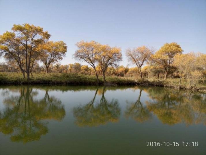 澤普金湖楊國家森林公園