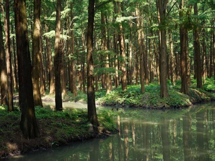 興化李中水上森林公園好玩嗎