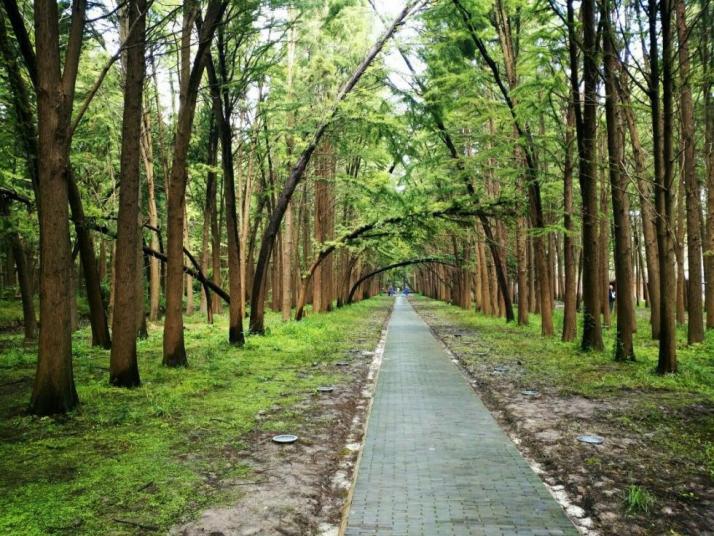 興化李中水上森林公園圖片