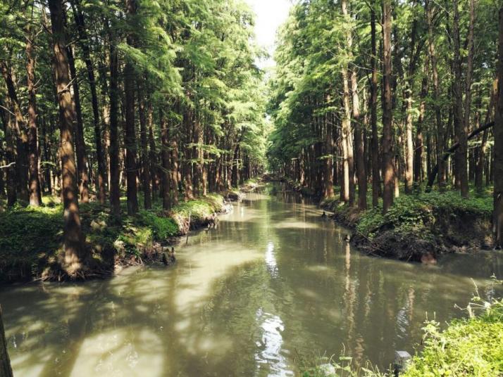 興化李中水上森林公園圖片