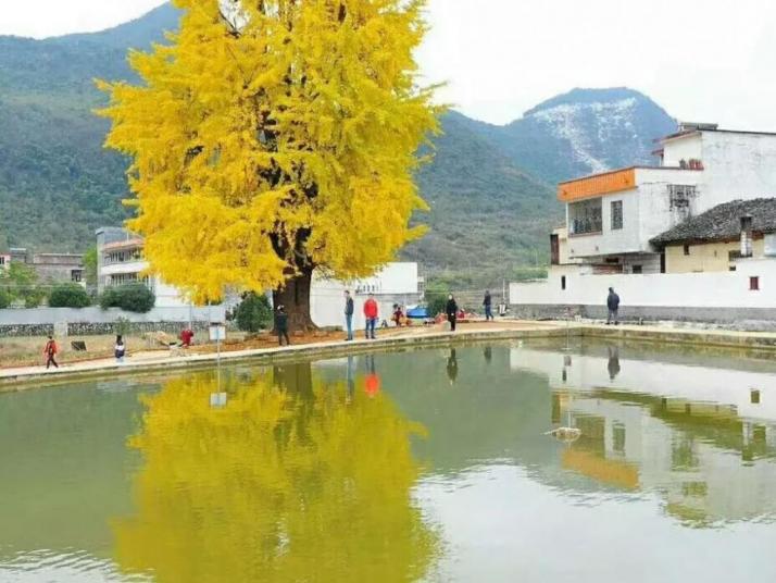 阳山小江银杏林好玩吗