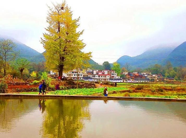 阳山小江银杏林图片