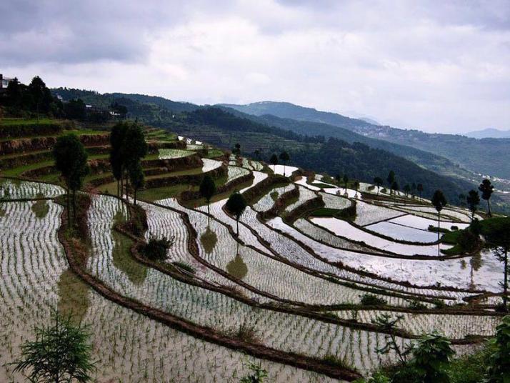 永嘉茗岙梯田