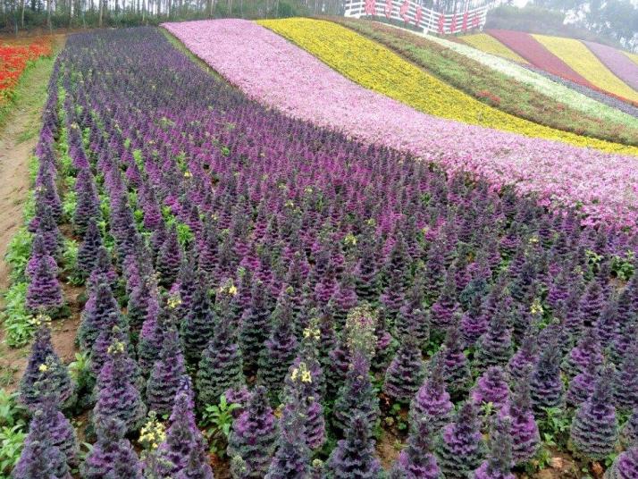 漳州玛琪雅朵花海图片