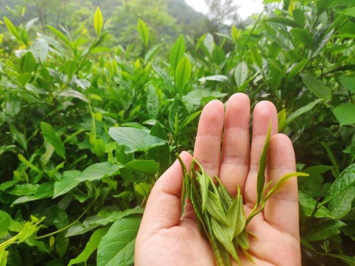 隴南陽壩茶園