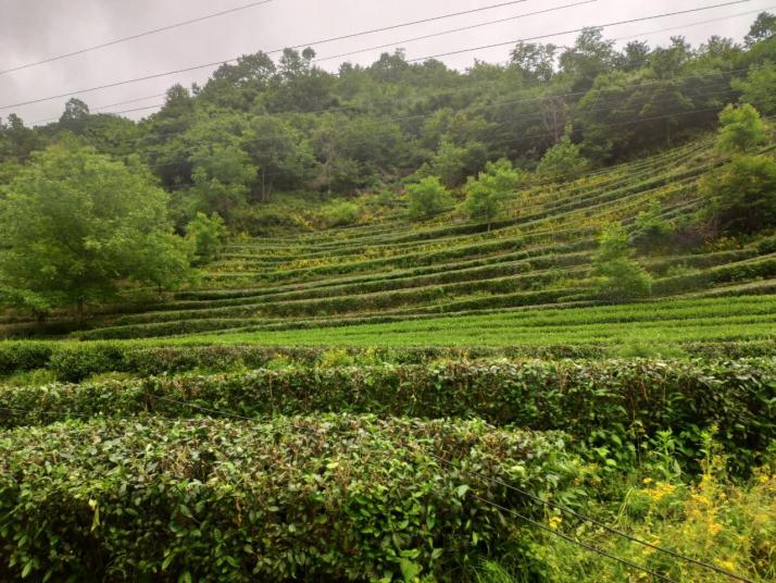 隴南陽壩茶園圖片