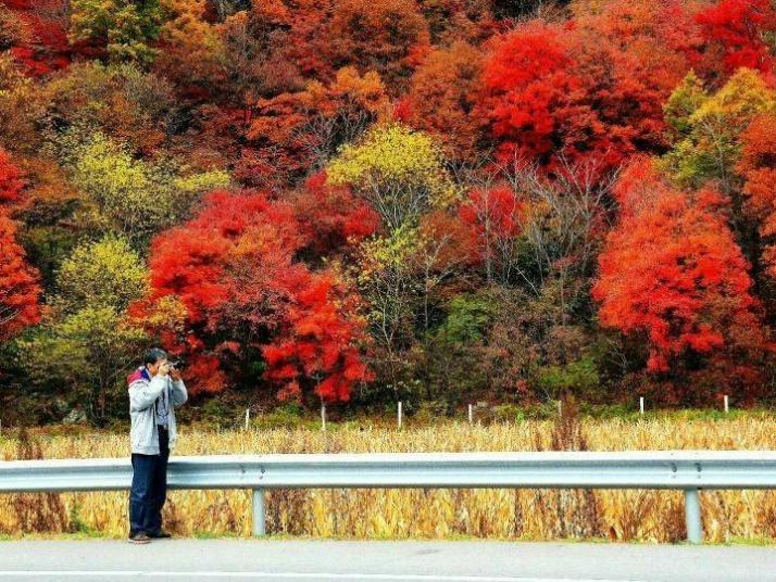 本溪本桓公路中華楓葉之路圖片