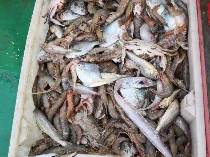 舟山舟山拖網(wǎng)捕魚