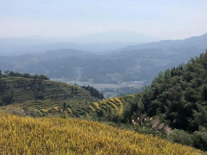 新化紫鵲界梯田