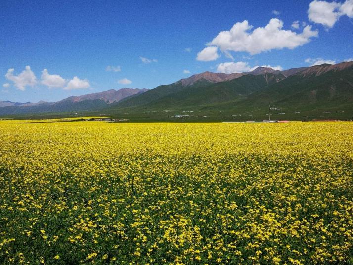 門源門源百里油菜花海