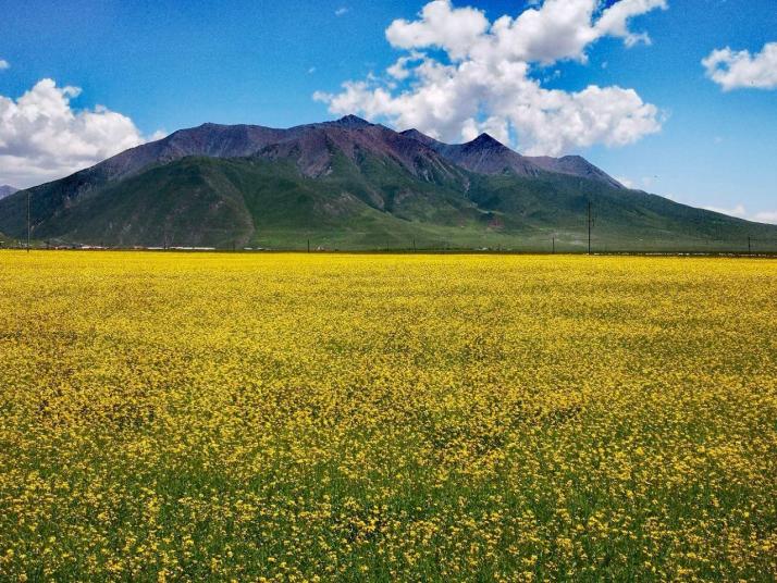 門源門源百里油菜花海圖片